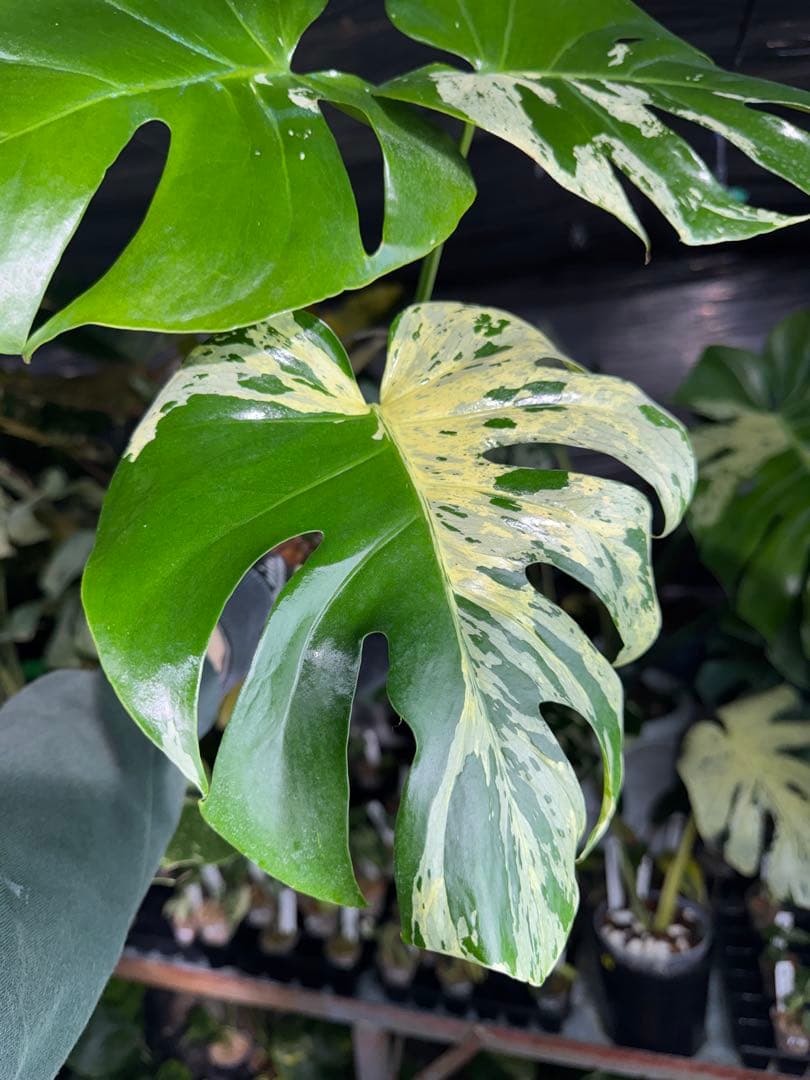 モンステラ　ベトシオーサ　オリジナル成長点カット苗　健康株