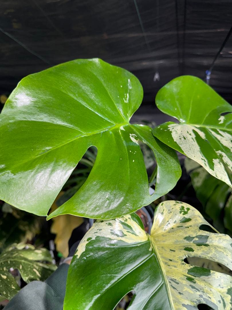 モンステラ　ベトシオーサ　オリジナル成長点カット苗　健康株