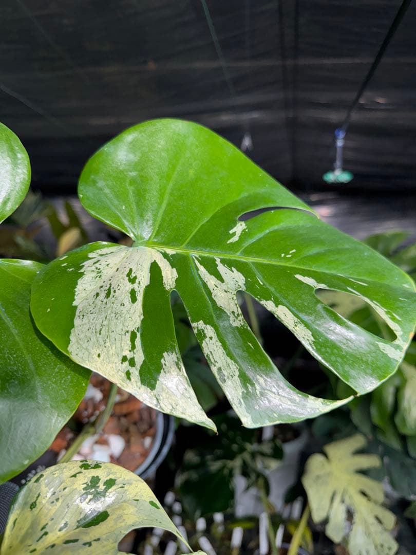 モンステラ　ベトシオーサ　オリジナル成長点カット苗　健康株