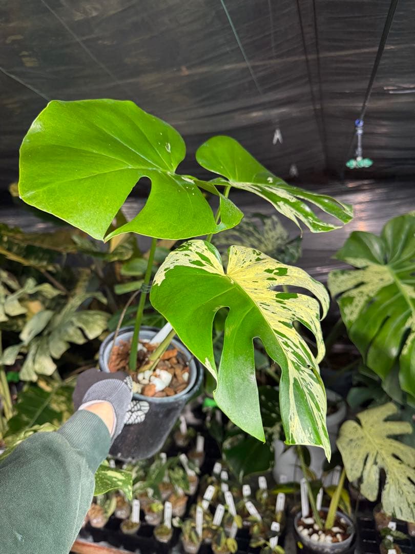 モンステラ　ベトシオーサ　オリジナル成長点カット苗　健康株