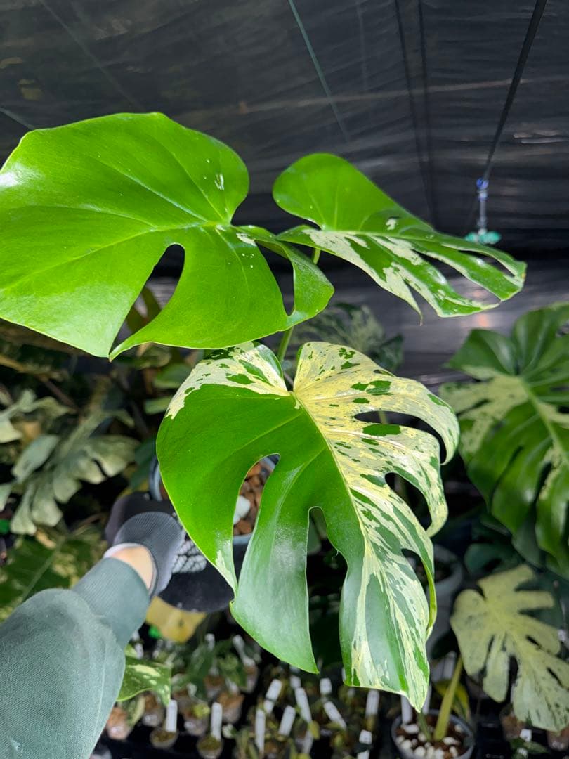 モンステラ　ベトシオーサ　オリジナル成長点カット苗　健康株