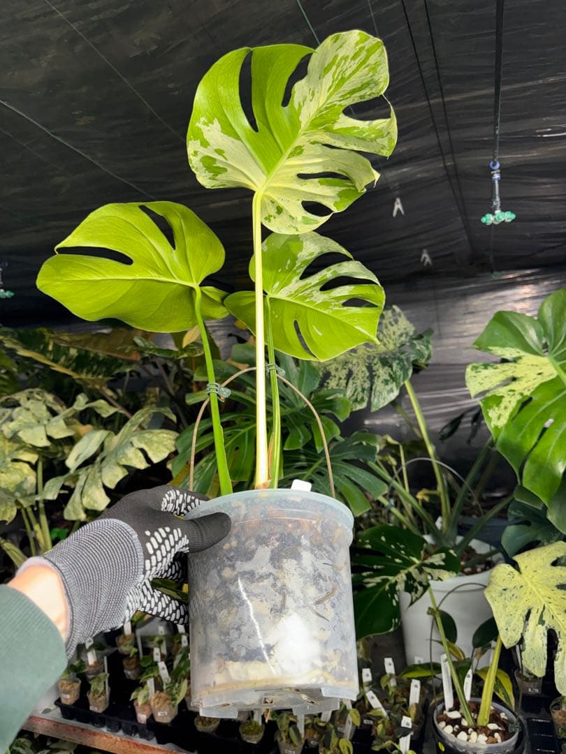モンステラ　ベトシオーサ　オリジナル成長点カット苗　健康株