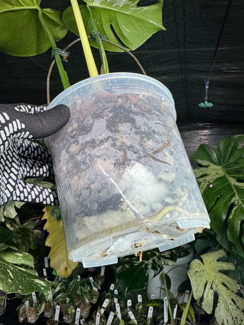 モンステラ　ベトシオーサ　オリジナル成長点カット苗　健康株