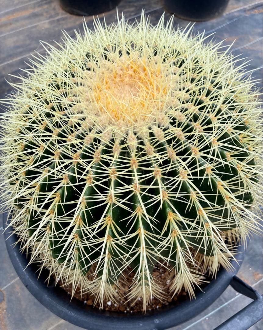 サボテン大物キンシャチ【金鯱】/サボテンの王様/ドライガーデン/約30