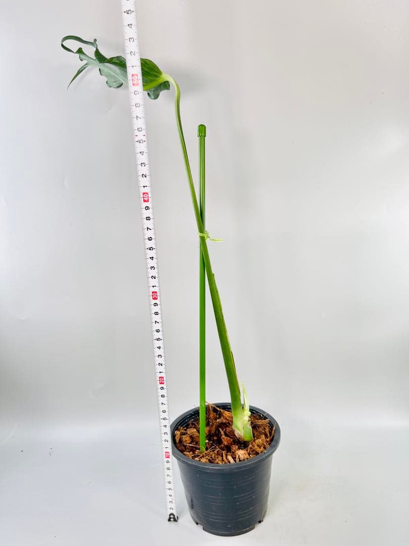 Monstera Unniiae モンステラ　デリシオーサ ウンニアエ