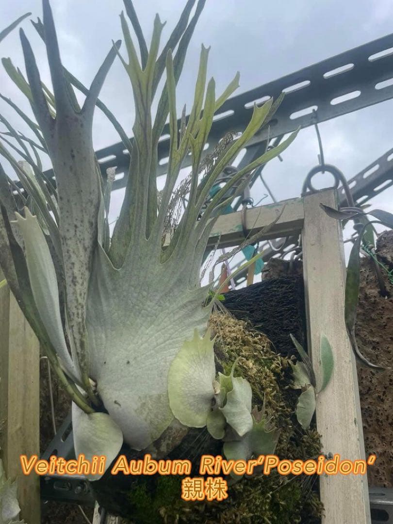 ごめす様専用 「初上陸・最高峰」ビカクシダ AR x AR x AR - メルカリ