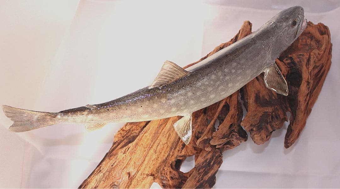 渓流魚剥製　岩魚の流木台座付