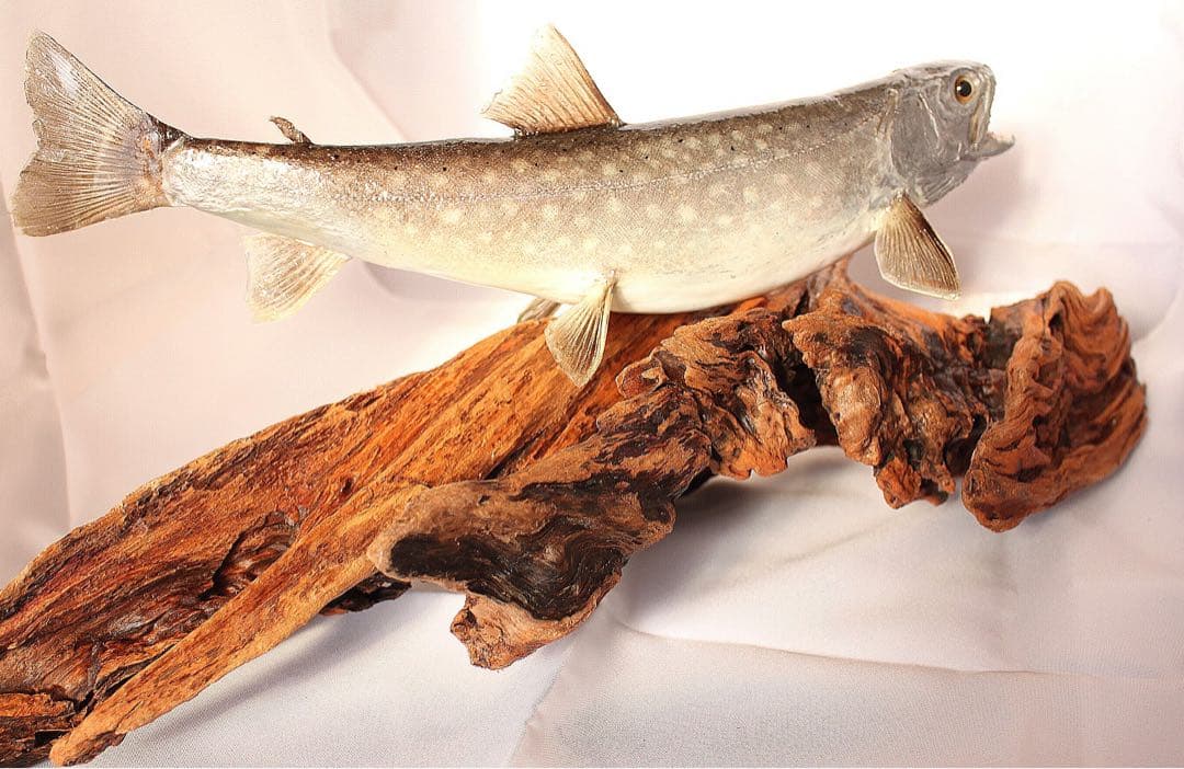 渓流魚剥製　岩魚の流木台座付