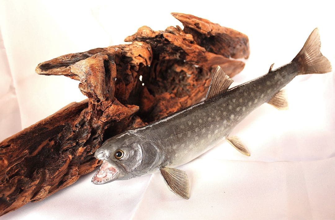 渓流魚剥製　岩魚の流木台座付
