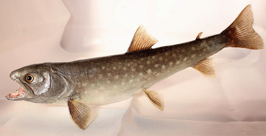 渓流魚剥製　岩魚の流木台座付