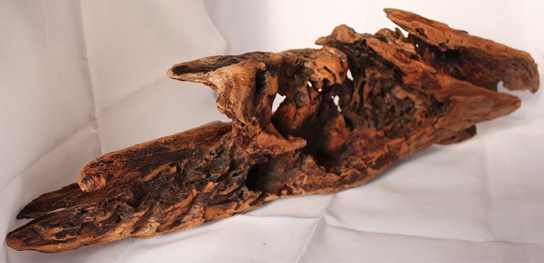 渓流魚剥製　岩魚の流木台座付