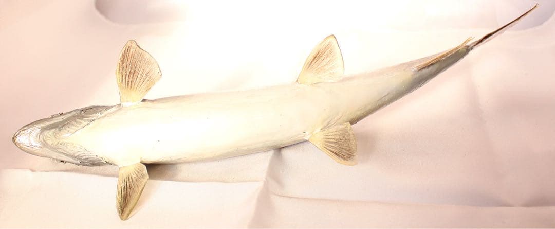 渓流魚剥製　岩魚の流木台座付