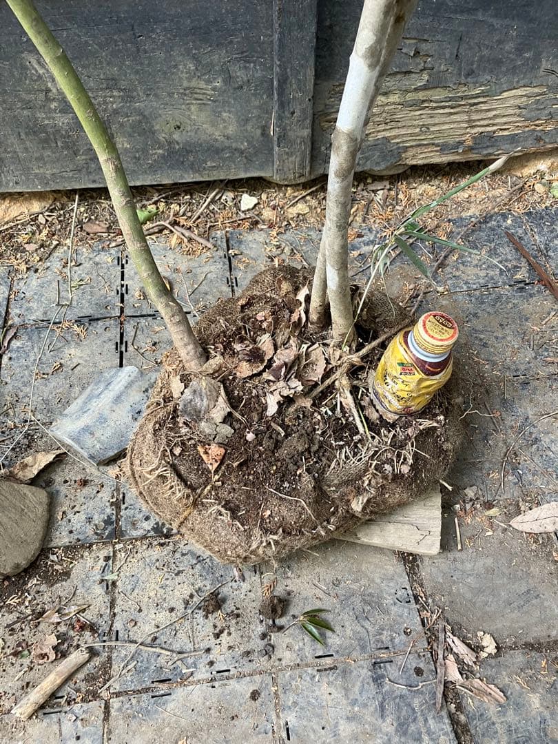 専用　山採り　アオダモ　コハウチワカエデ 混合株　52アオダモ