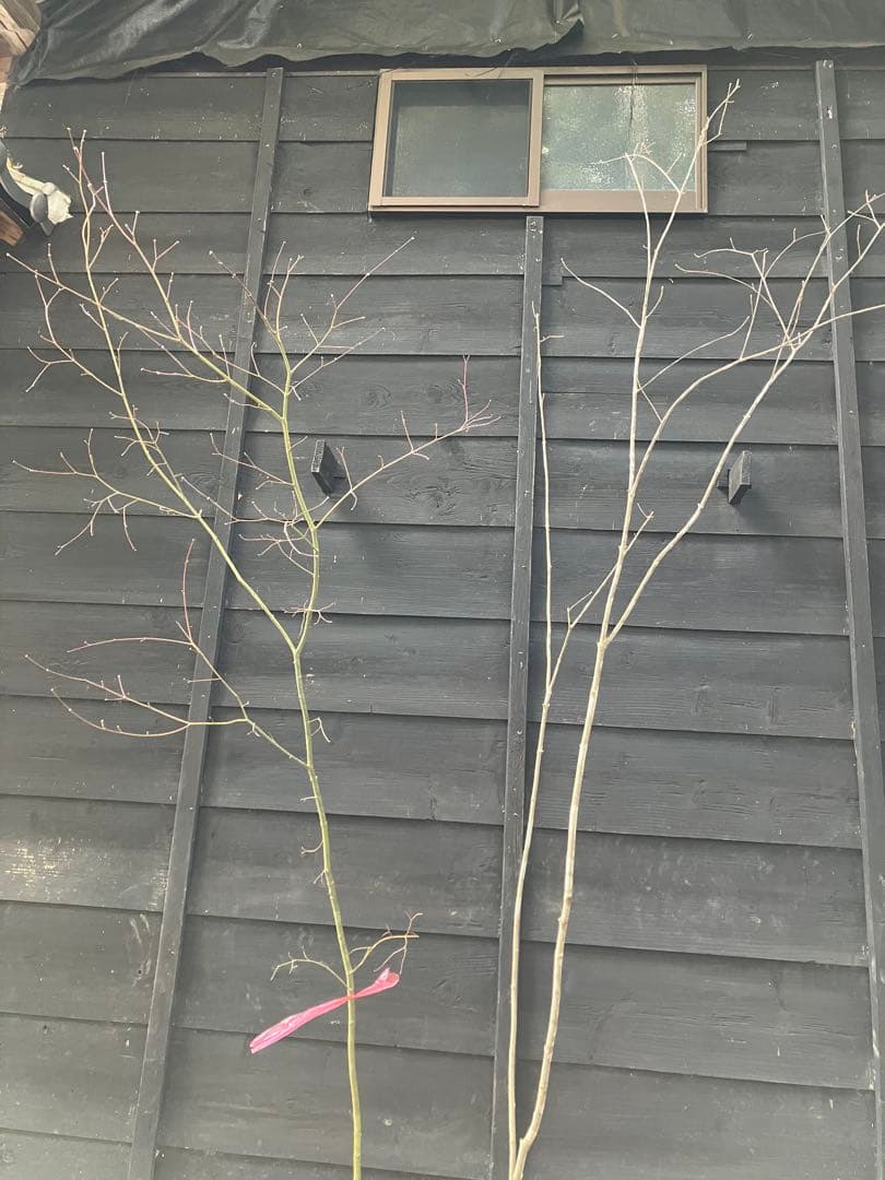 専用　山採り　アオダモ　コハウチワカエデ 混合株　52アオダモ