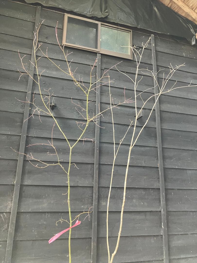 専用　山採り　アオダモ　コハウチワカエデ 混合株　52アオダモ