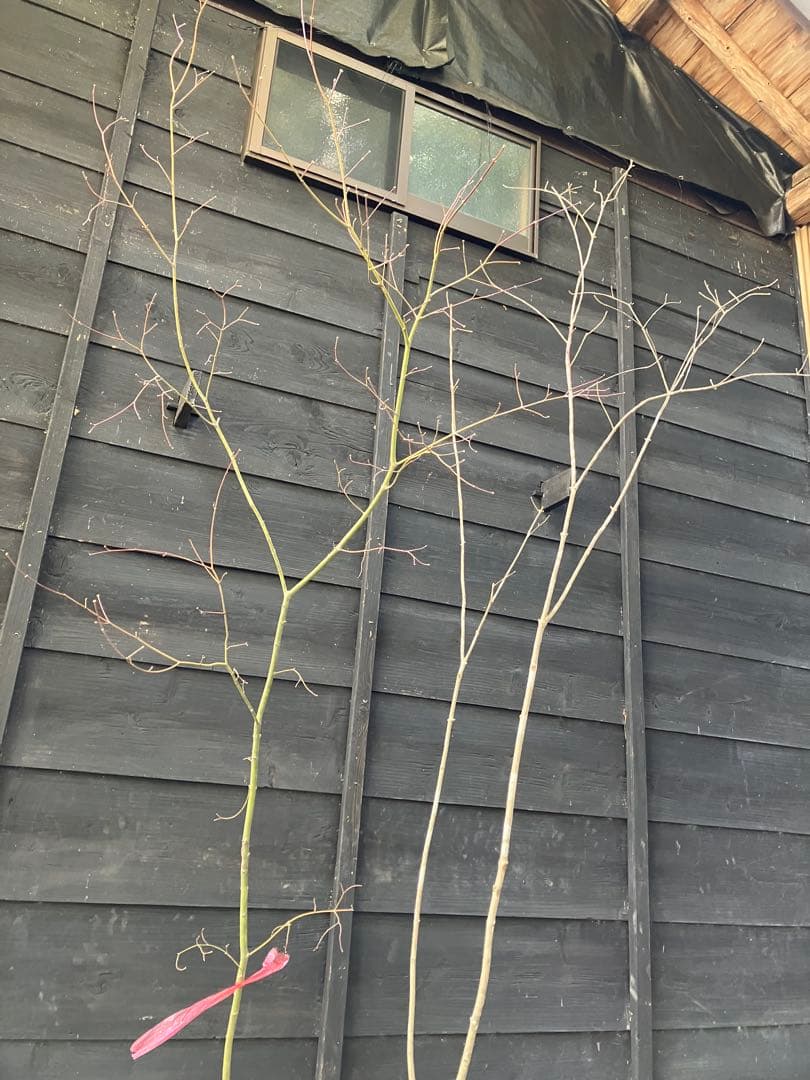 専用　山採り　アオダモ　コハウチワカエデ 混合株　52アオダモ