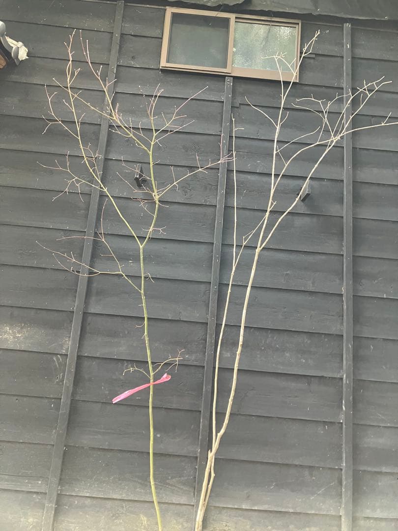 専用　山採り　アオダモ　コハウチワカエデ 混合株　52アオダモ