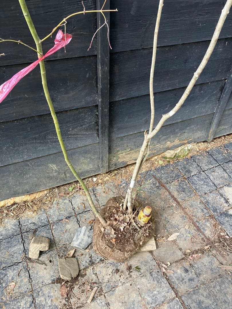 専用　山採り　アオダモ　コハウチワカエデ 混合株　52アオダモ