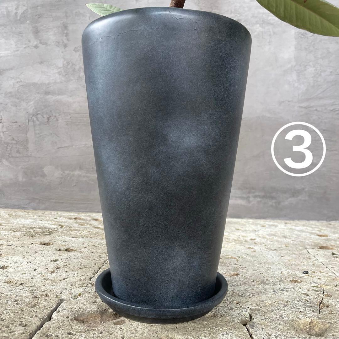 ハリー様専用 大型 フランスゴムの木 螺旋仕立て 陶器鉢 植え込み発送