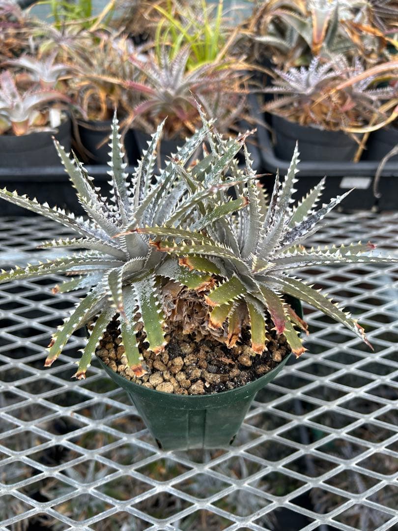 DBディッキア Dyckia Bill Baker hybrid #129 ⑴