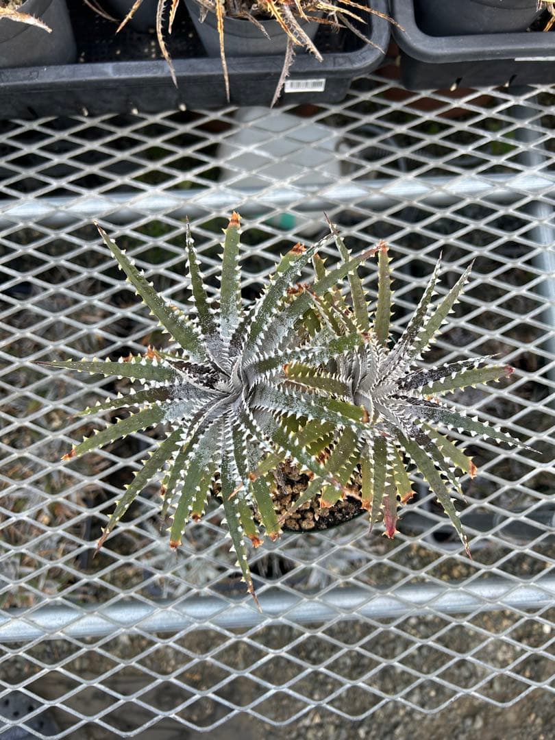 DBディッキア Dyckia Bill Baker hybrid #129 ⑴