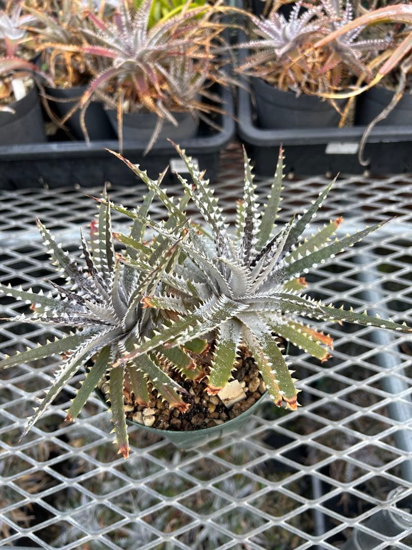 DBディッキア Dyckia Bill Baker hybrid #129 ⑴
