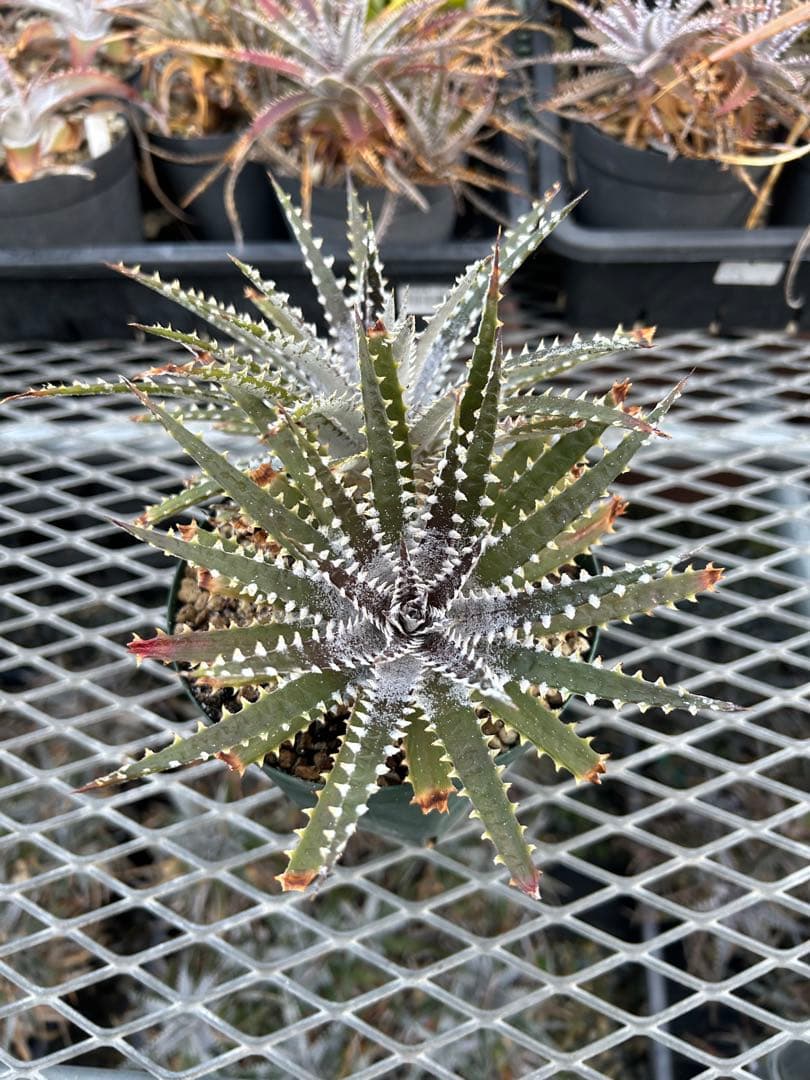 DBディッキア Dyckia Bill Baker hybrid #129 ⑴