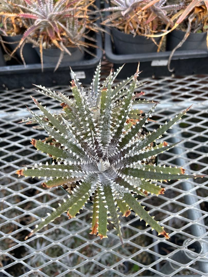DBディッキア Dyckia Bill Baker hybrid #129 ⑴
