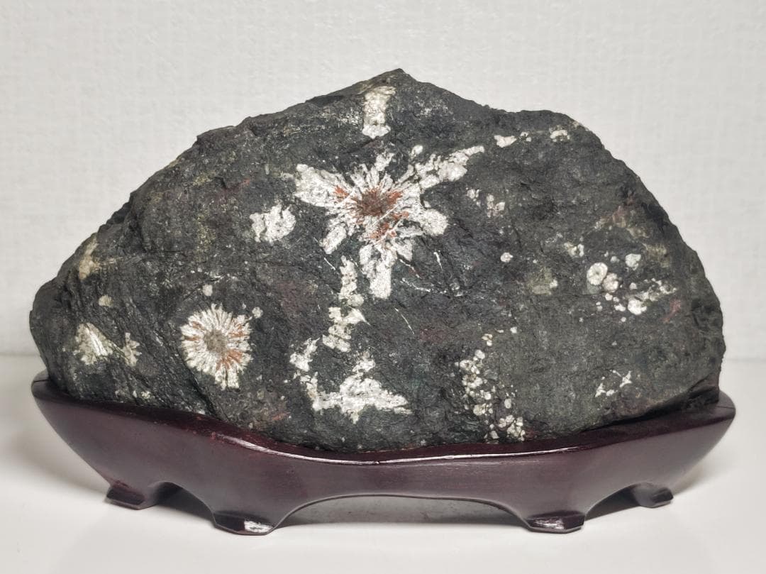 菊花石 2.3kg 紋石 花紋石 原石 鑑賞石 自然石 誕生石 鉱物 鉱石 水石