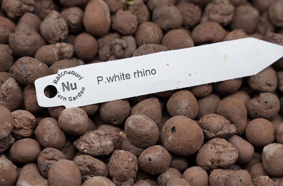 TANAP. white rhino (PUP) 【Nukul氏タグ付き】