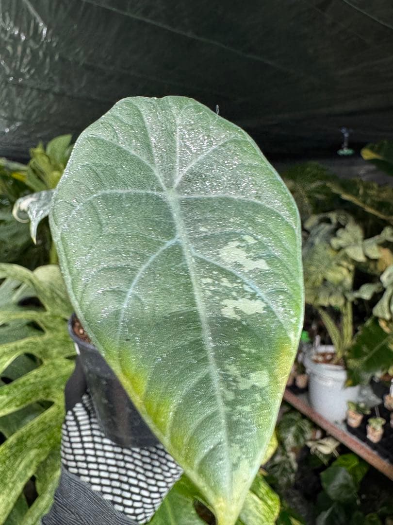 1アロカシア マハラニ アルボ 美株 送料込み - メルカリ