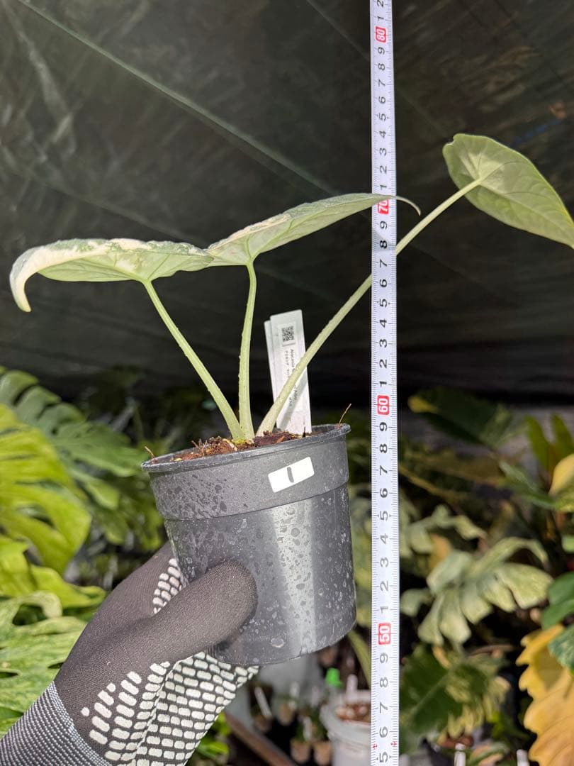 1アロカシア マハラニ アルボ 美株 送料込み - メルカリ