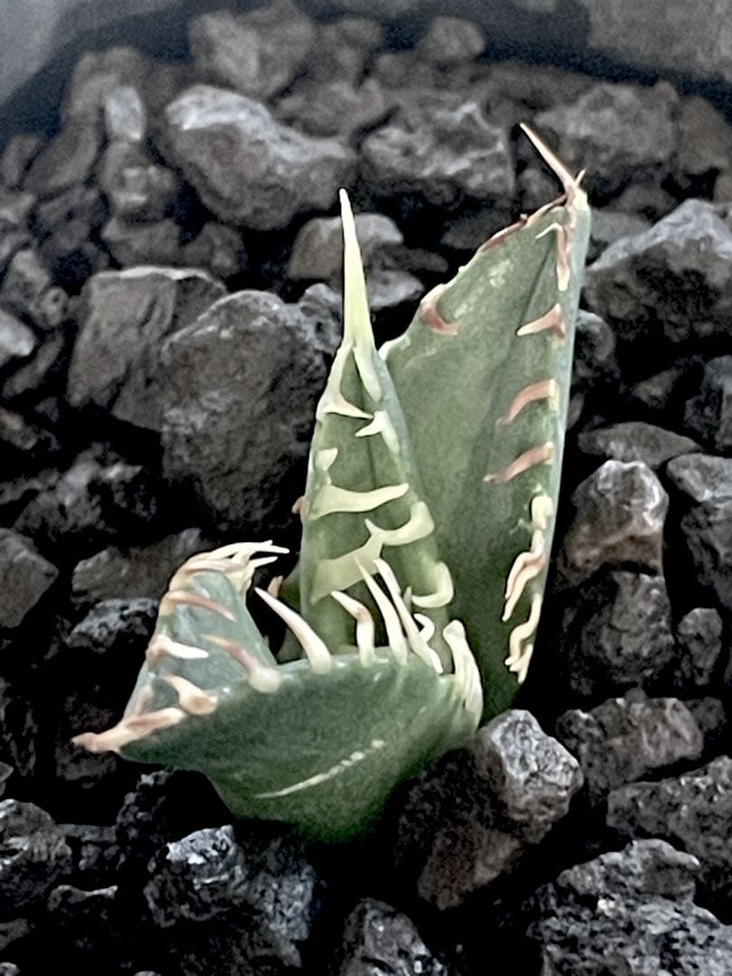 特価【CG産】アガベ チタノタ シチリア スパチタ カクタスグリーン