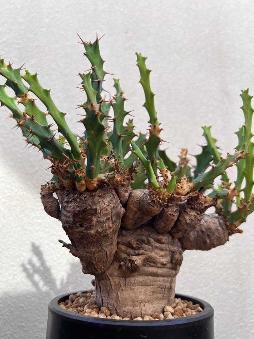 ユーフォルビア　クラビゲラ　(現地球　発根済)