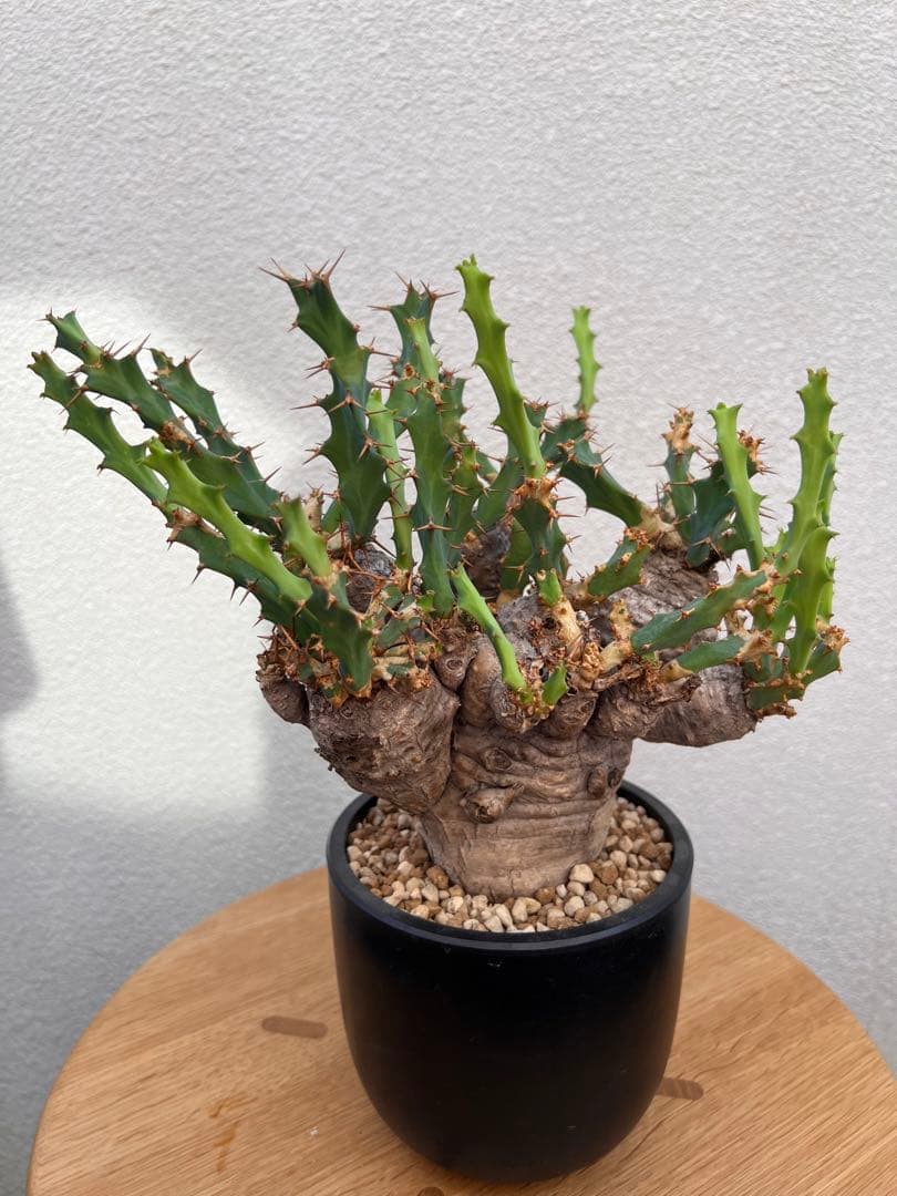 ユーフォルビア　クラビゲラ　(現地球　発根済)