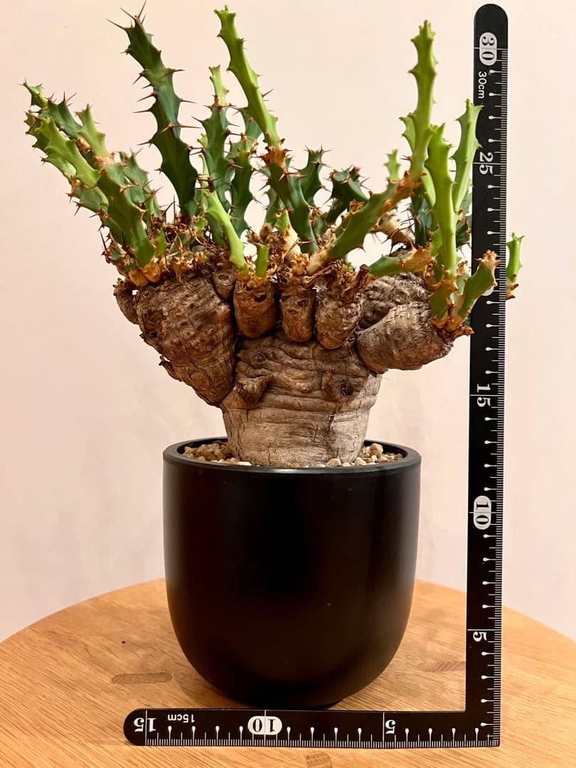 ユーフォルビア　クラビゲラ　(現地球　発根済)