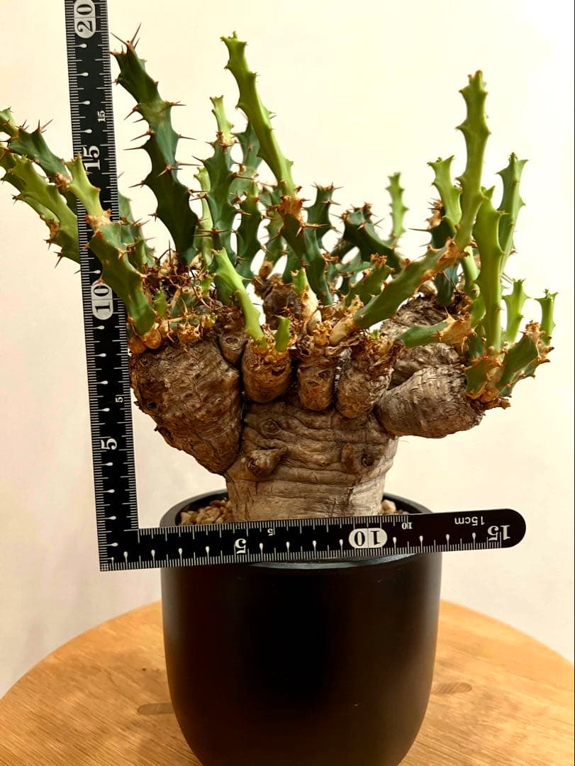 ユーフォルビア　クラビゲラ　(現地球　発根済)