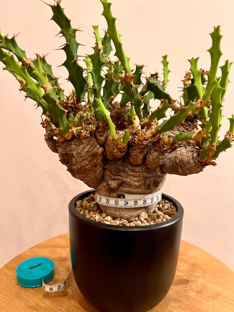 ユーフォルビア　クラビゲラ　(現地球　発根済)