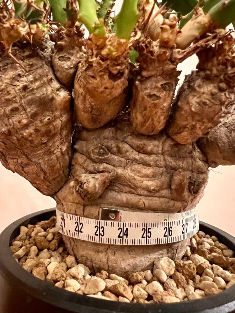 ユーフォルビア　クラビゲラ　(現地球　発根済)