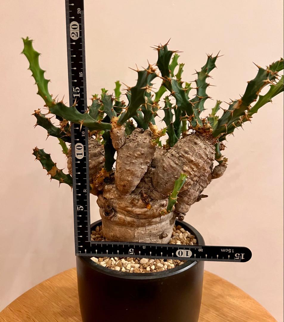 ユーフォルビア　クラビゲラ　(現地球　発根済)