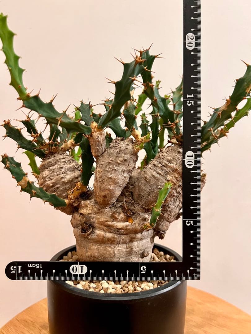 ユーフォルビア　クラビゲラ　(現地球　発根済)