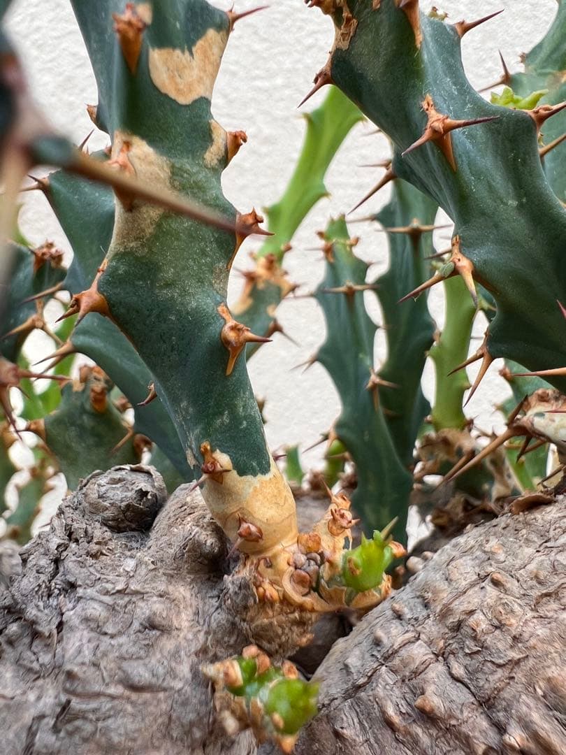 ユーフォルビア　クラビゲラ　(現地球　発根済)