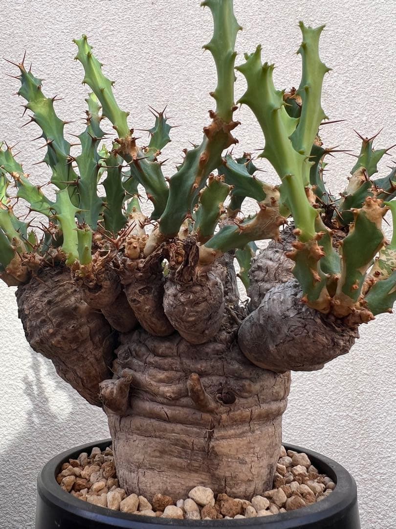 ユーフォルビア　クラビゲラ　(現地球　発根済)