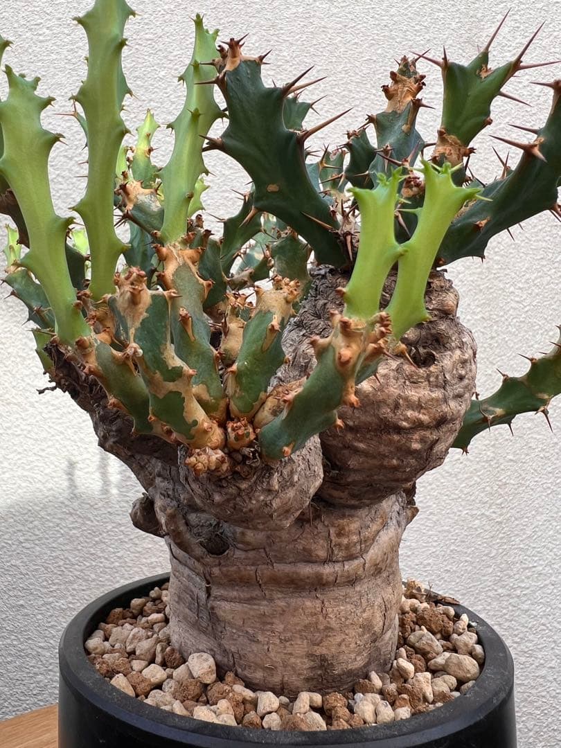 ユーフォルビア　クラビゲラ　(現地球　発根済)