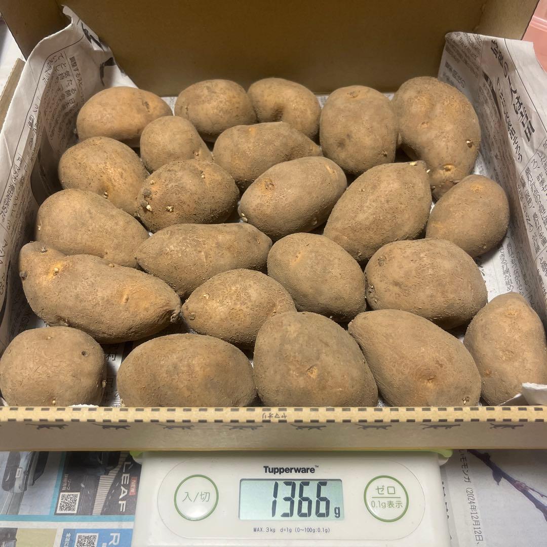 北海道十勝産 インカのめざめ 種芋【希少品種】無農薬じゃがいも1.3