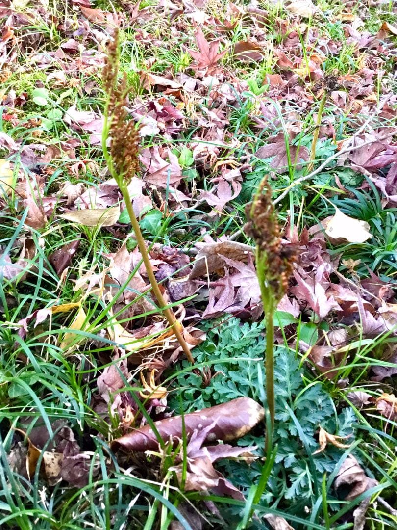 【希少種】里山自生/野生【寒蕨/カンワラビ/冬の華蕨/ハナワラビ】土付きで2株