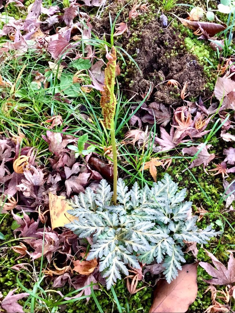 【希少種】里山自生/野生【寒蕨/カンワラビ/冬の華蕨/ハナワラビ】土付きで2株