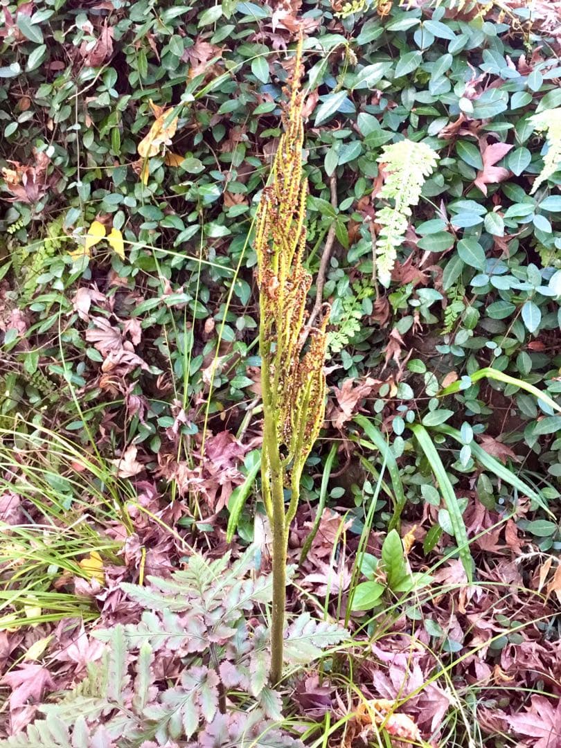 【希少種】里山自生/野生【寒蕨/カンワラビ/冬の華蕨/ハナワラビ】土付きで2株