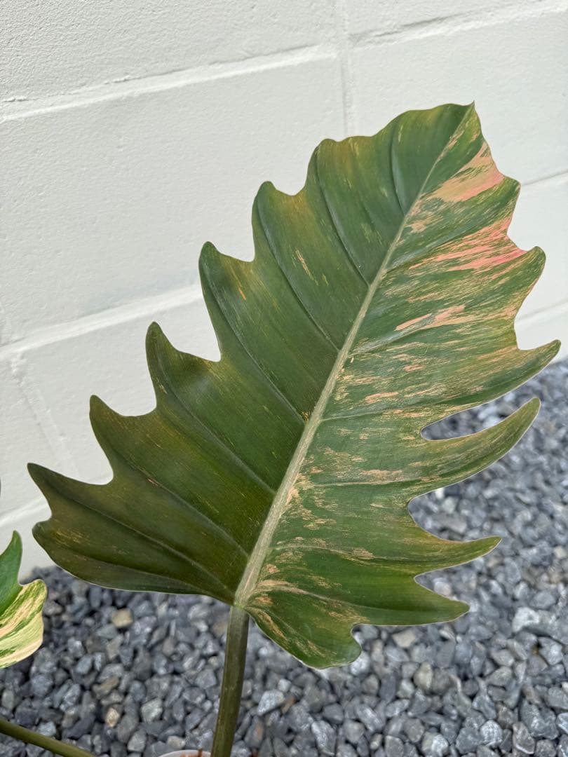 幸*様 フィロデンドロン　キャラメル　マーブル(大株)