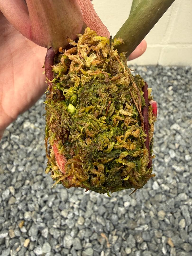 幸*様 フィロデンドロン　キャラメル　マーブル(大株)